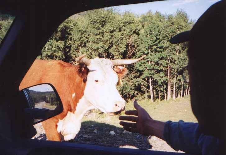 roadcow